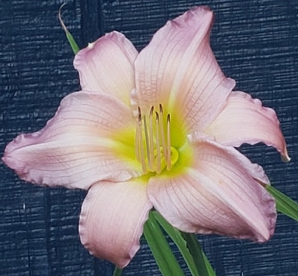 'Lavender Illusion' (Durio, 1975)