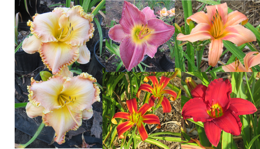 Assorted Lost Tag Daylilies