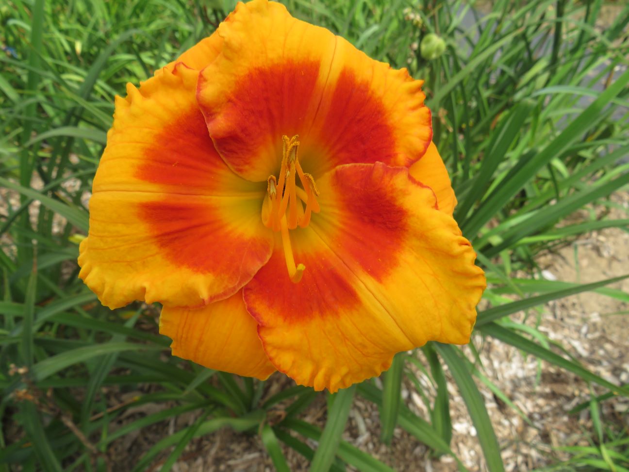 'Orange Electric' (Stamile, 2002)