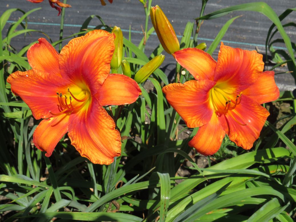'Orange Fire' (Mercer-R., 1992)