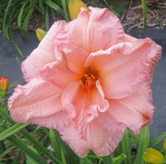 'Peggy Bass' (Joiner, 1993)