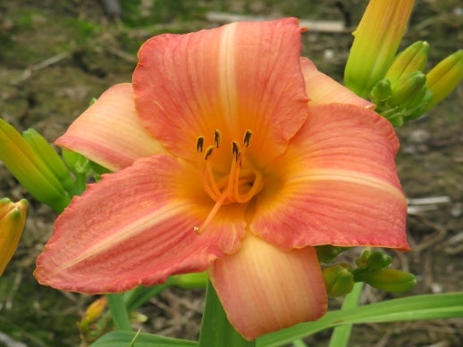 'Peppermint Parfait' (Hall-D.F., 1973)