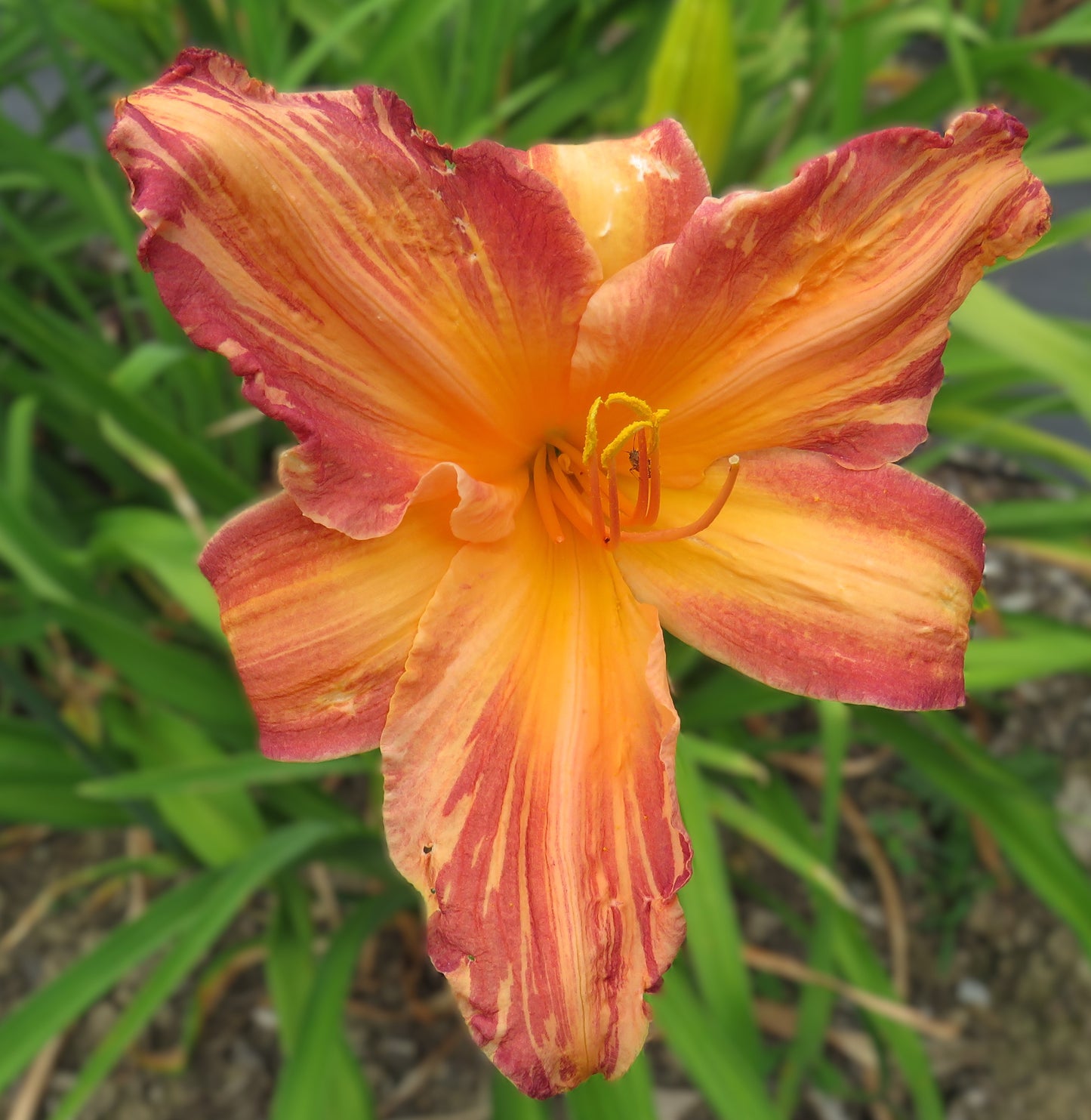 'Pink Stripes' (Derrow, 2006)