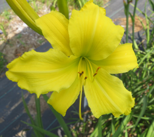 'Polly Esther' (Davisson-J., 2008)