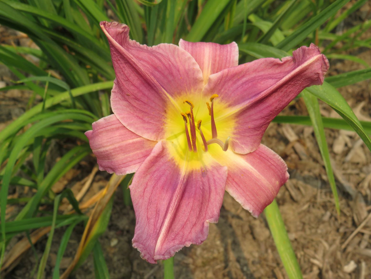 'Prairie Blue Eyes' (Marsh, 1970)