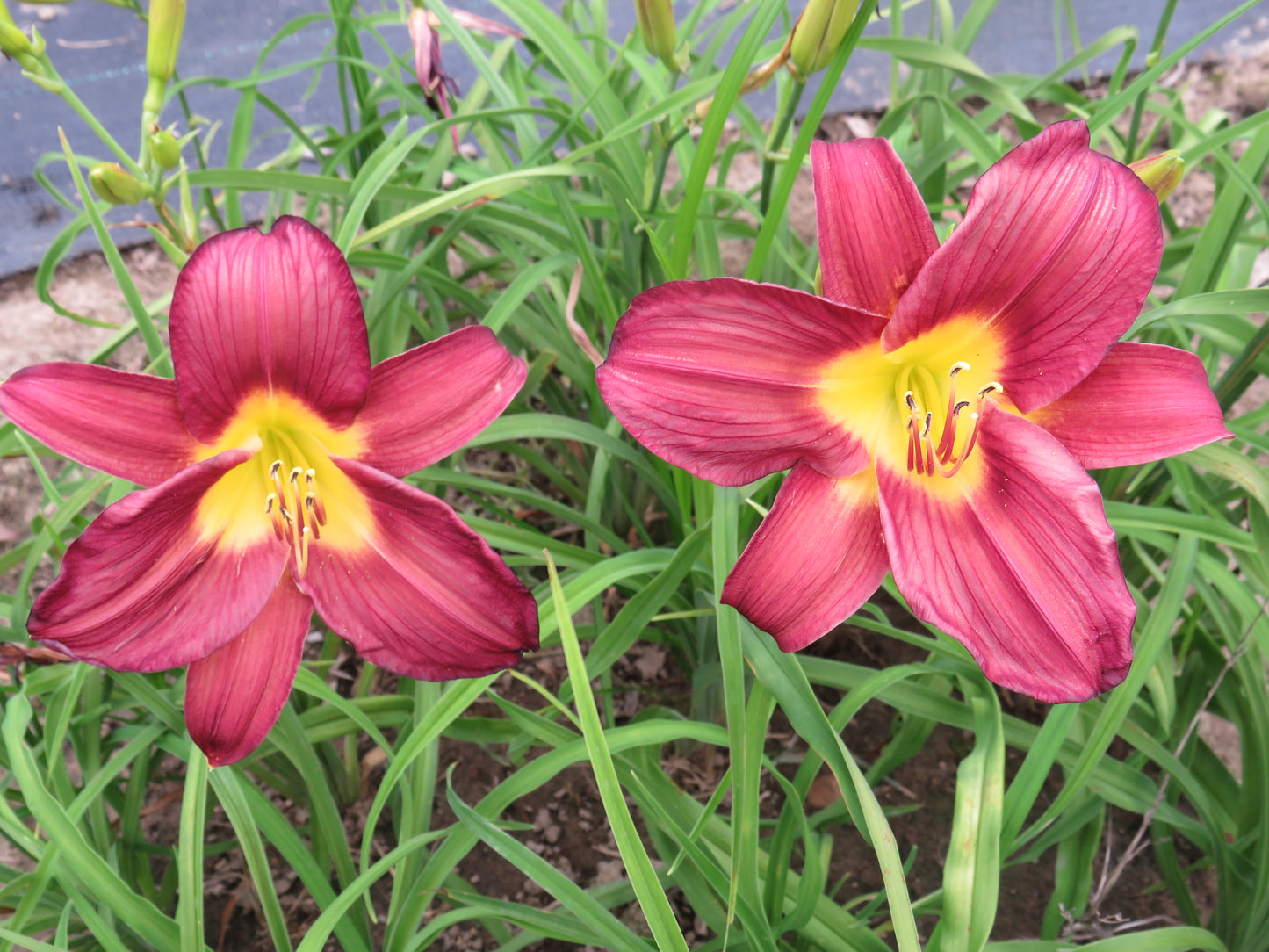 'Purple Splendor' (Pittard, 1960)