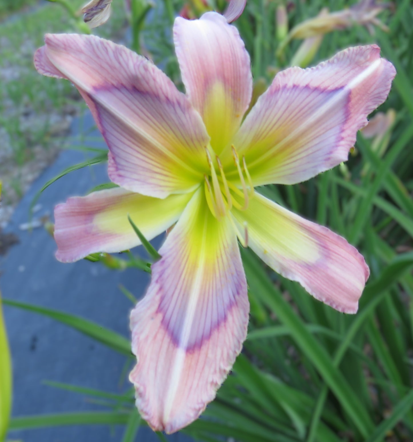 'Rainbow Maker' (Gossard, 2011)