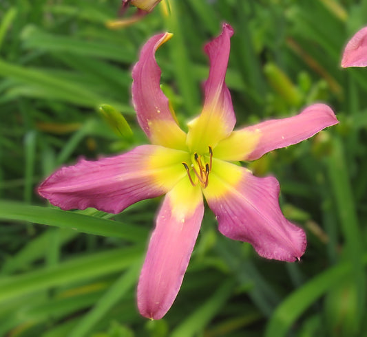 'Royal Girls' (Davisson-J., 2014)