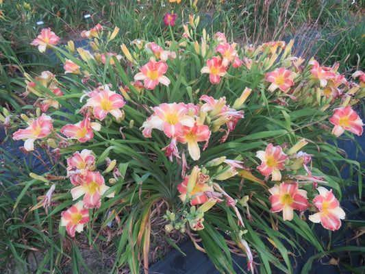 'Royal Jester' (Kennedy-Allgood, 1991)