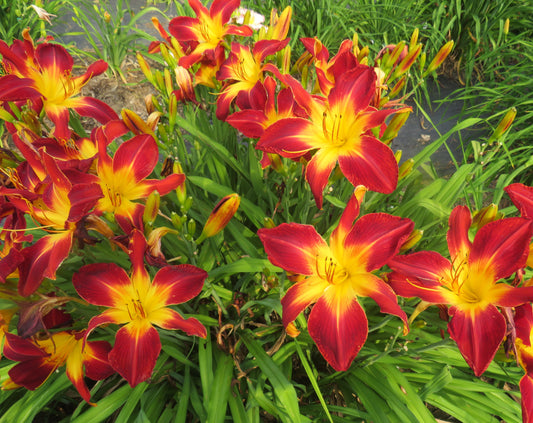 'Ruby Spider' (Stamile, 1991)