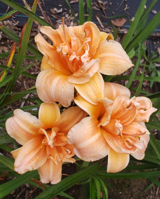 'Ruth Spofford' (Miller-J., 1978)