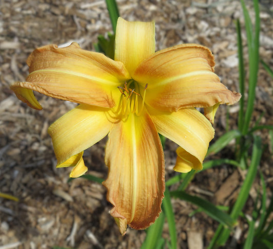 'Sammy' (Lewis, 1968)