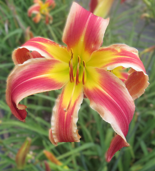 'Santa's Pants' (Murphy-J.P., 2007)