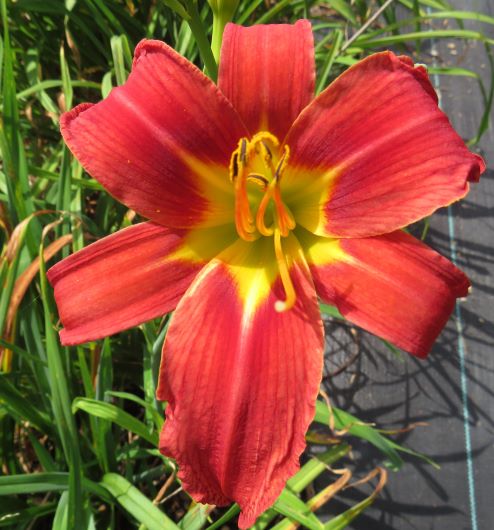 'Save the Best for Last' (Marlatt-J., 2018)