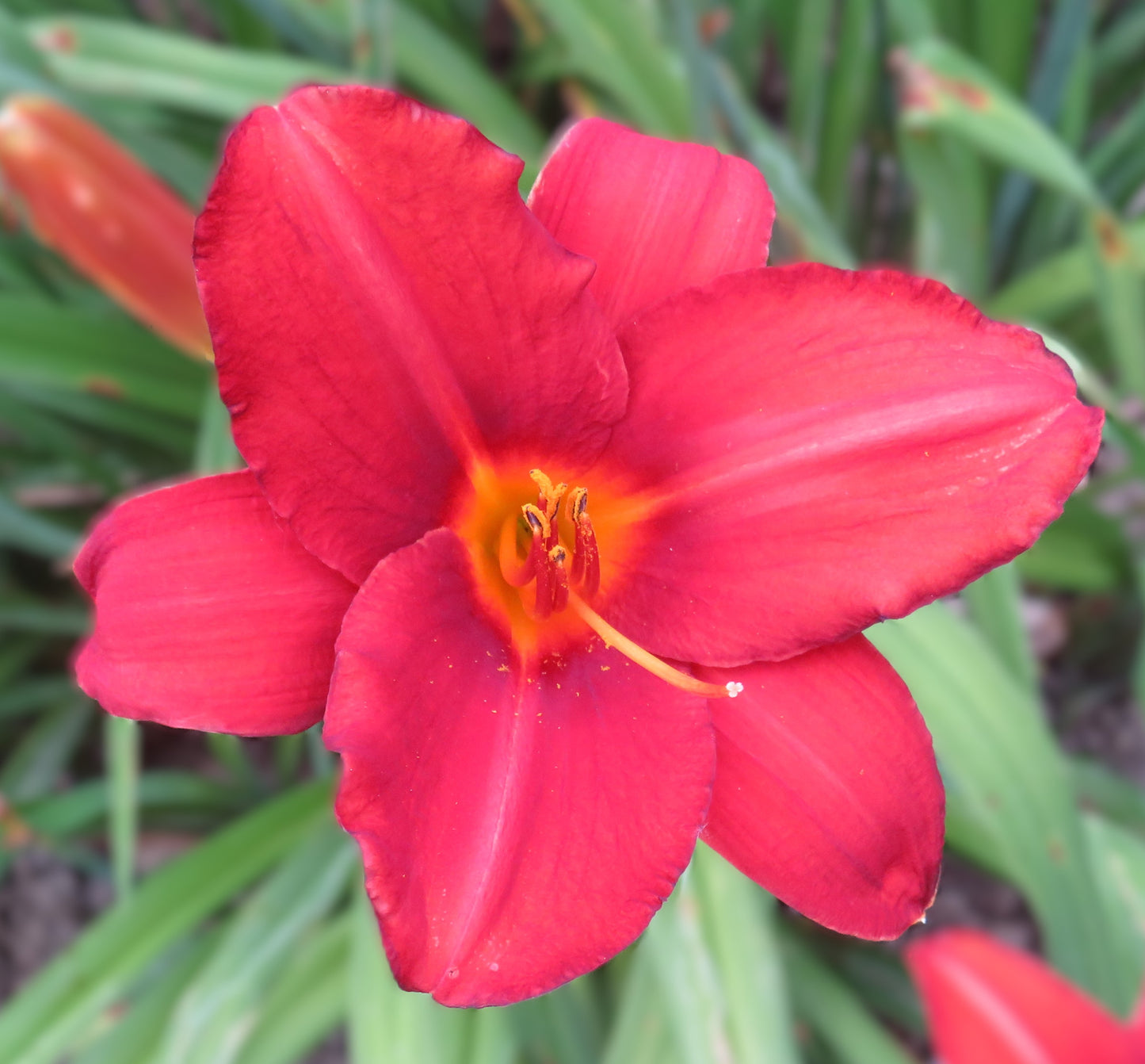 'Scarlet Tanager' (Griesbach-Klehm, 1979)