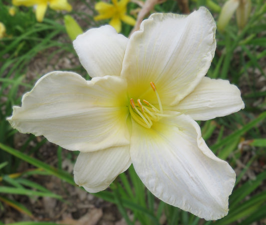 'Serene Madonna' (Childs-F., 1972)