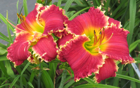 'Shark Infested Waters' (Polston, 2014)