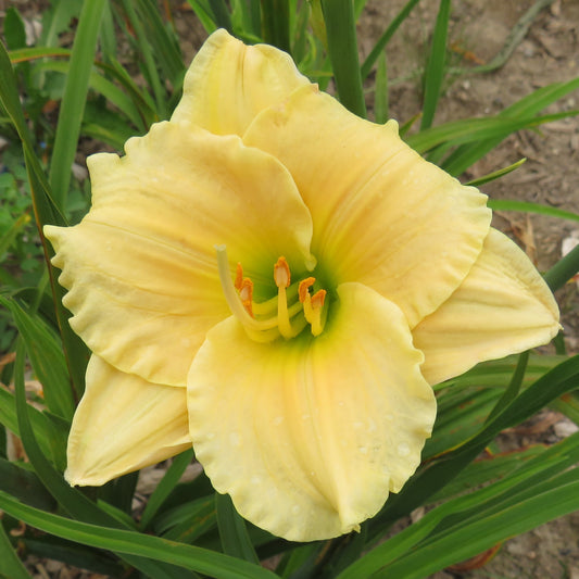 'Siloam Angel Blush' (Henry-P., 1982)