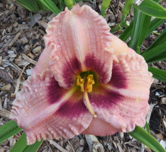 'Siloam Merle Kent' (Henry-P., 1984)