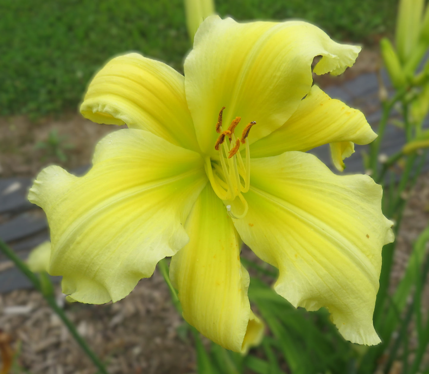 'Simplicity in Motion' (Fitzpatrick, 2003)