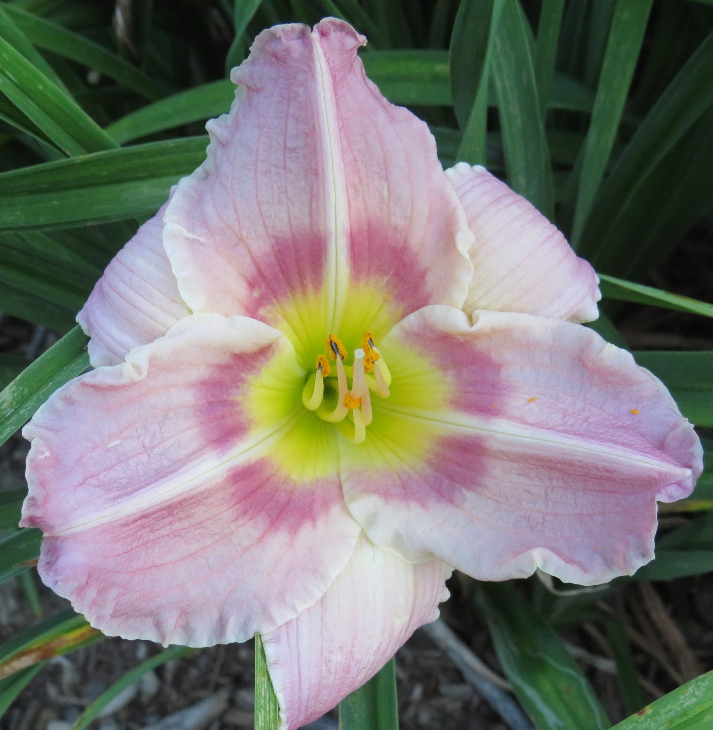 'Sky City' (Wild, 1989)