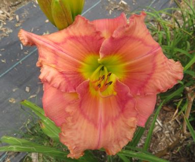 'Spacecoast Dream Catcher' (Kinnebrew-J., 2005)