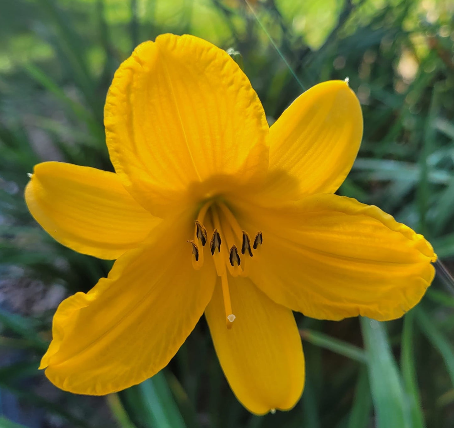 'Spring Gold' (Terry-B., 1957)