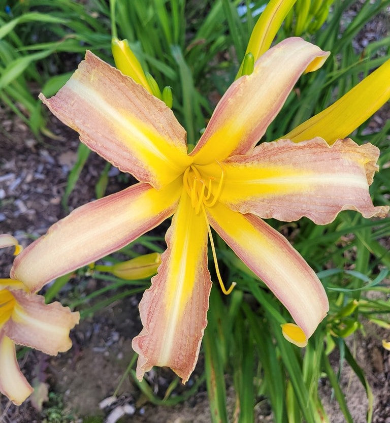 'Star Spangled' (Lambert, 1965)