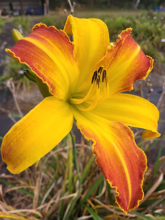 'Startling Creation' (Gossard, 2002)