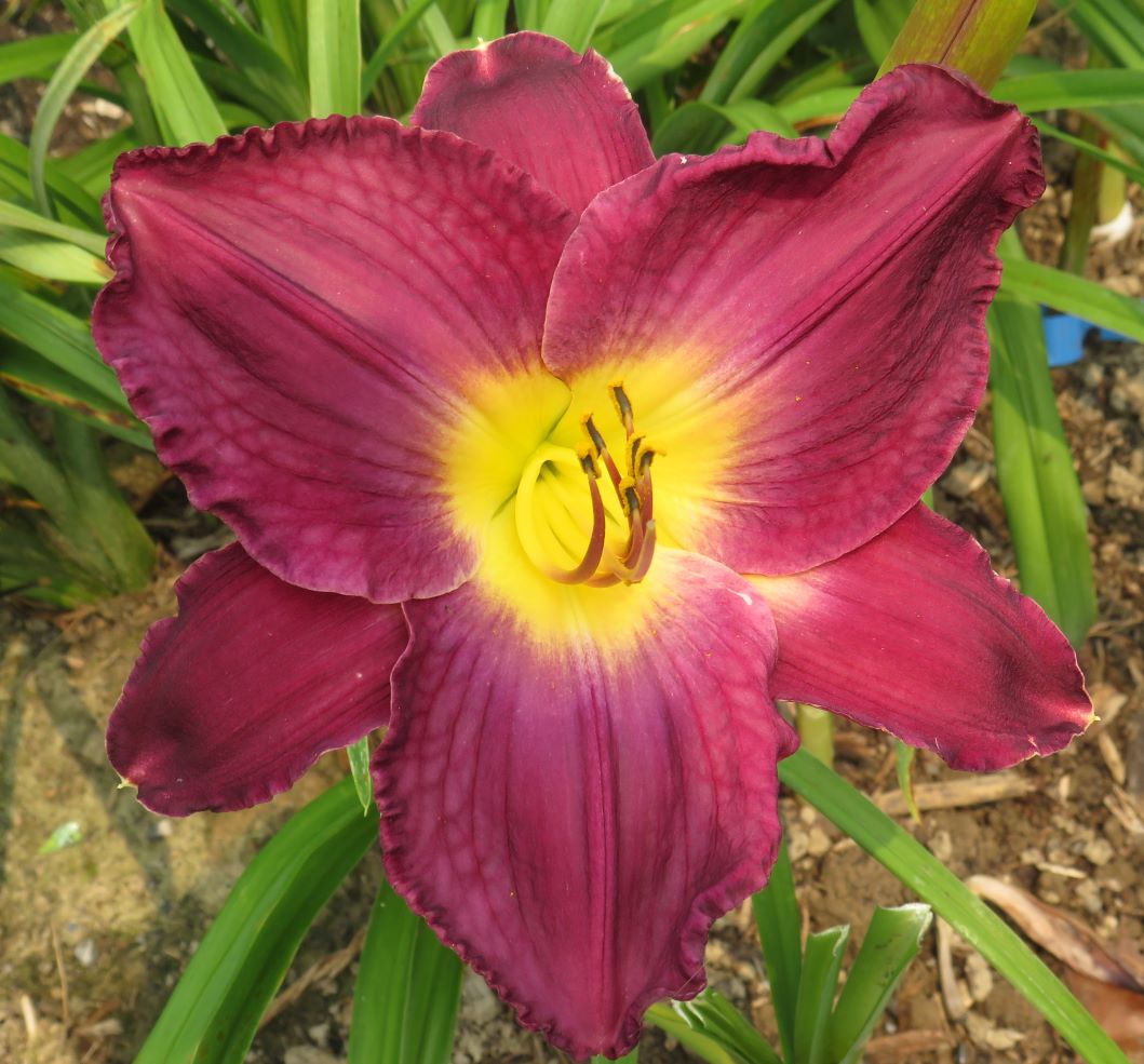 'Strutter's Ball' (Moldovan, 1984)