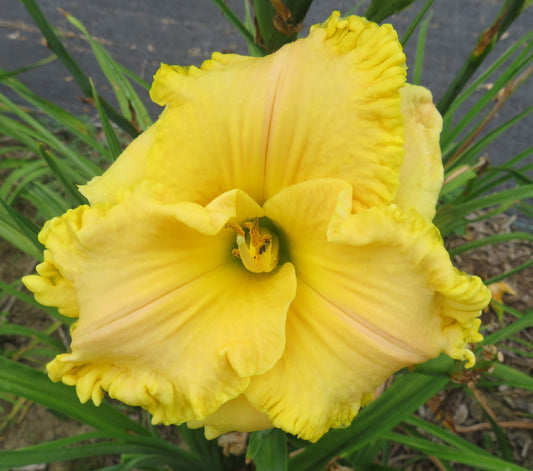 'Sugar Cream Pie' (Seifert, 2015)