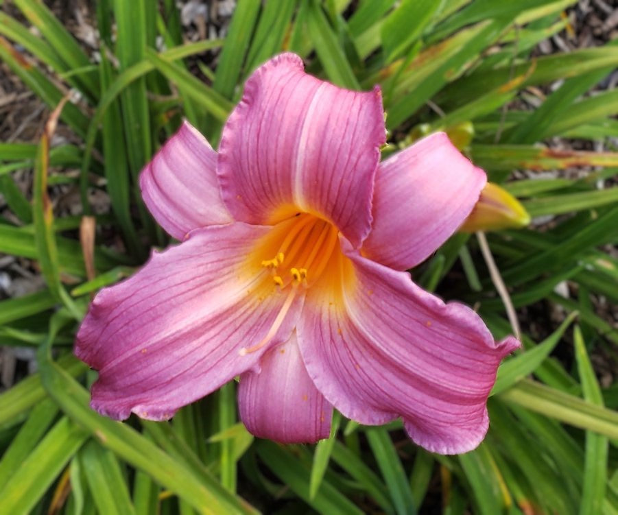 'Sugar Candy' (Wild, 1973)