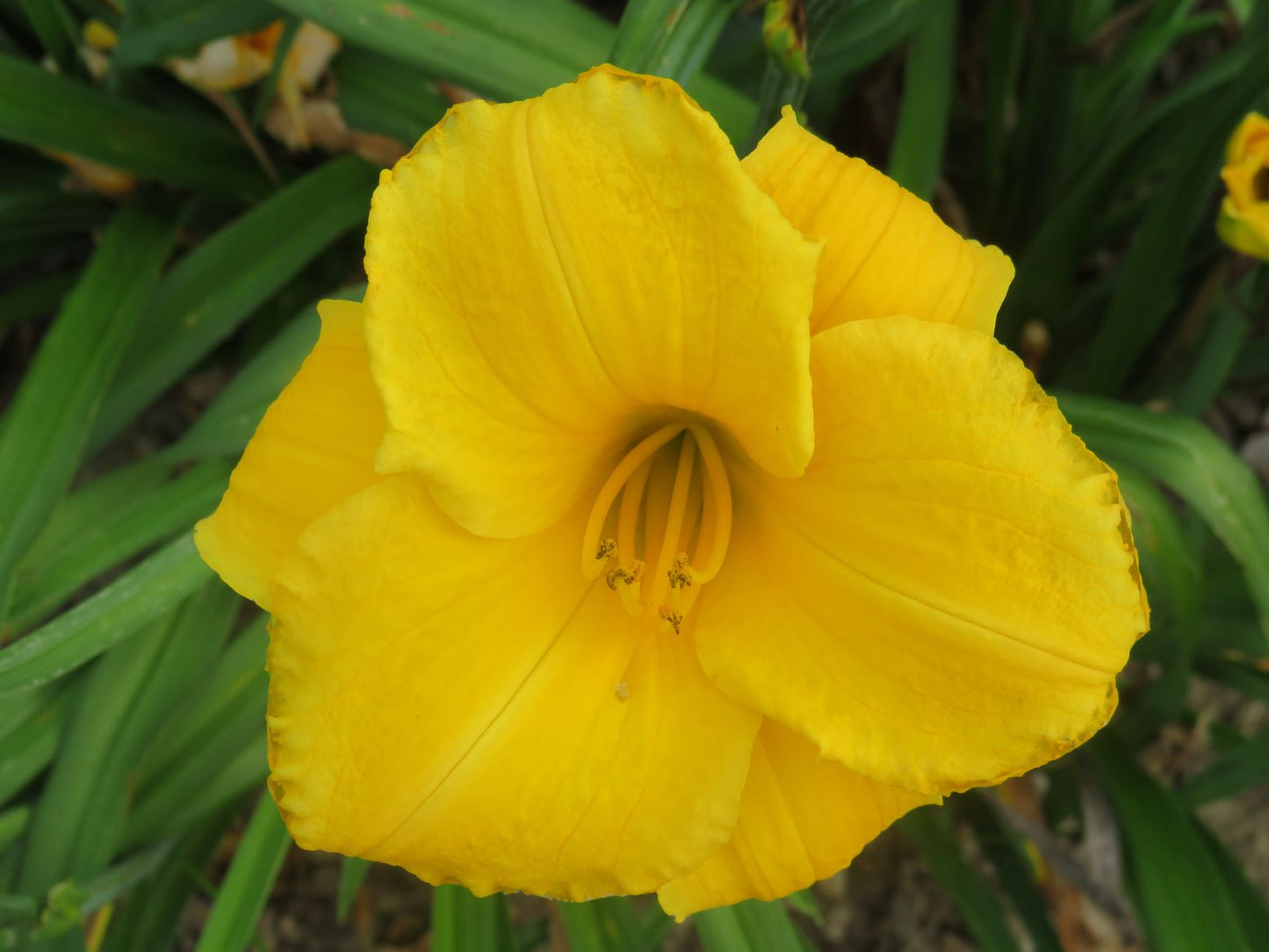 'Suns Eye' (Kirchhoff, 1978)