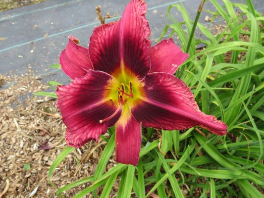 'Tall Dark Stranger' (Veurink-S., 2006)