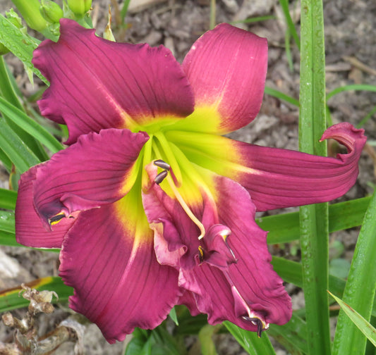 'Thanks Two Friends' (Kerr-C., 1998)