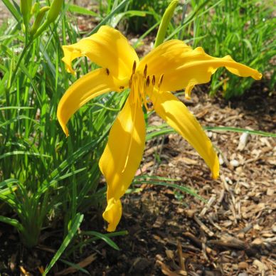 'The Elephant' (Nesmith, 1953)