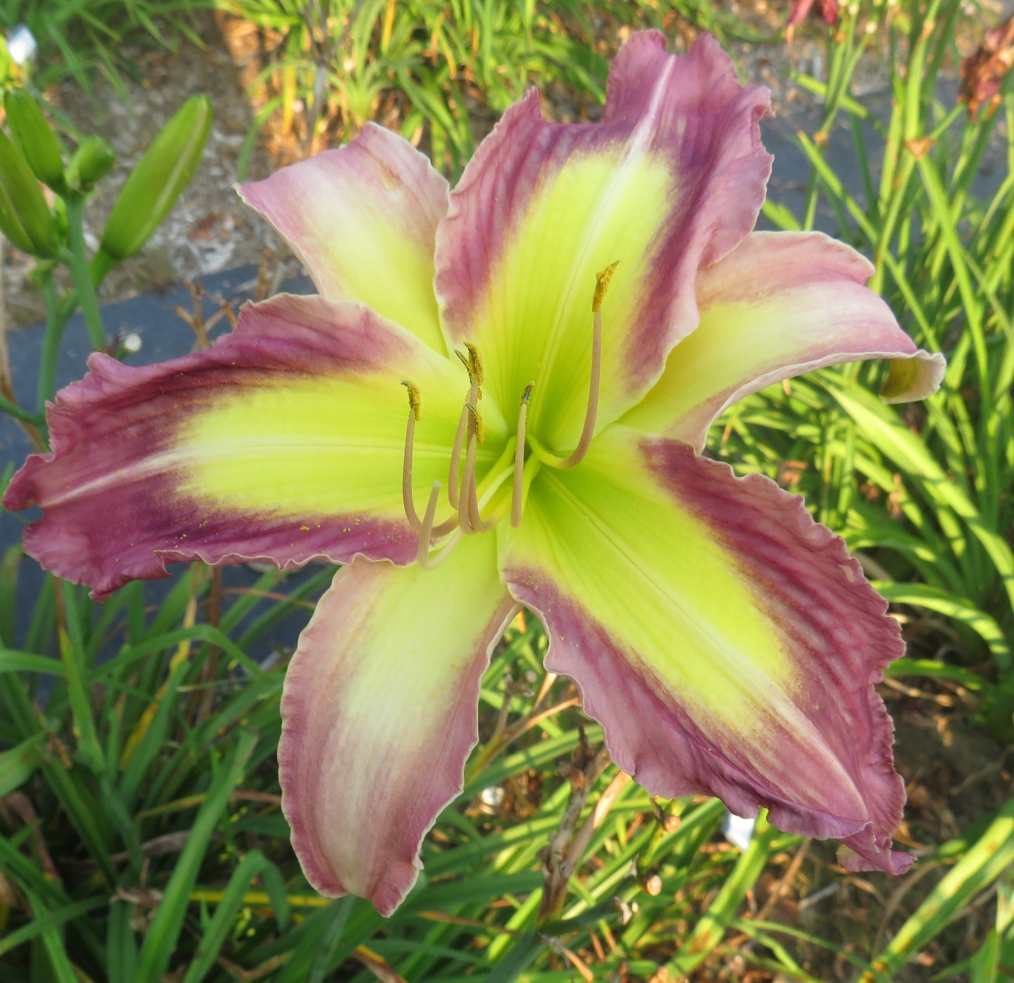 'Time Stopper' (Gossard, 2006)