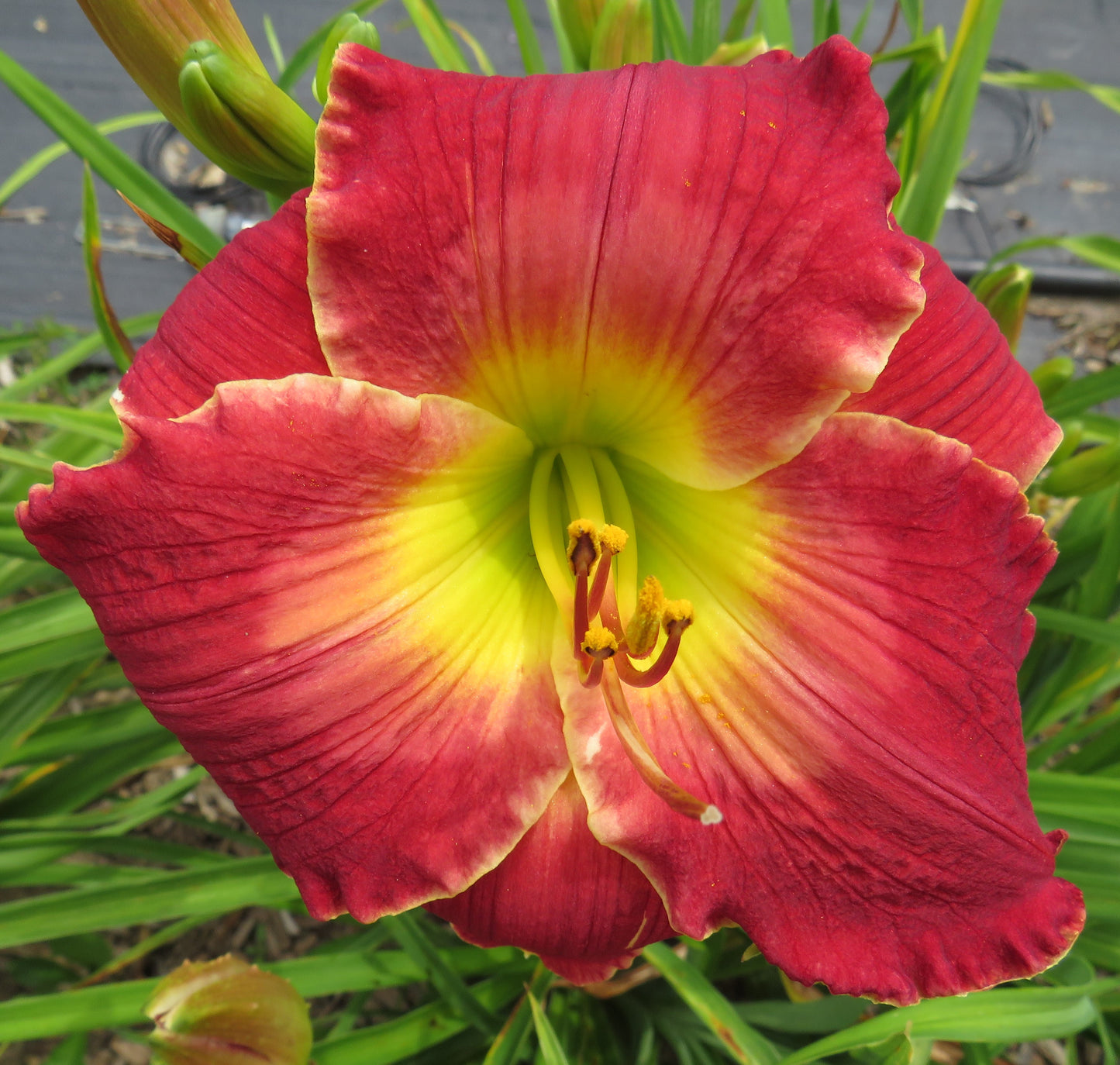 'Tippy Tippy Tin' (Carter-M., 1994)