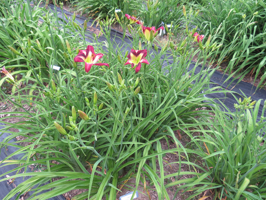 'Polston Seedling #10'