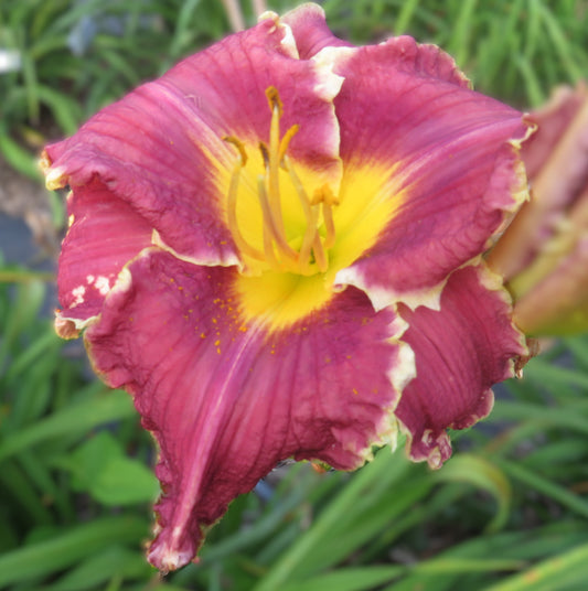 'Polston Seedling #4'