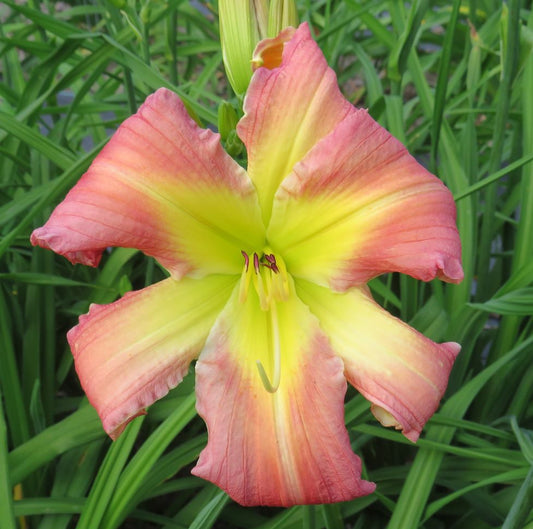 'Polston Seedling #5'