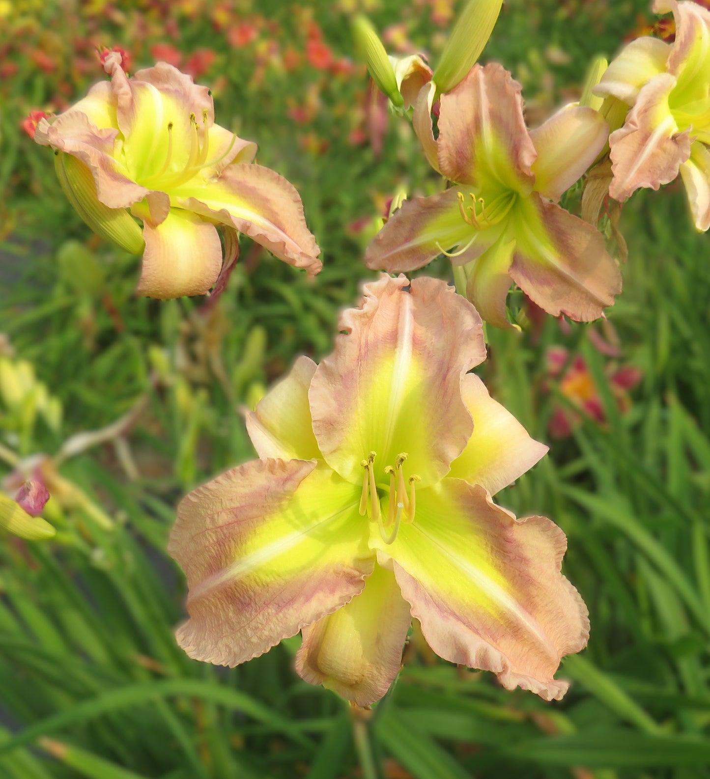 'Polston Seedling #9'