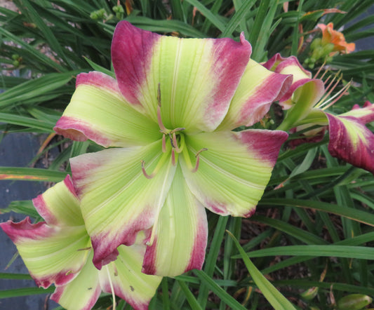 'Polston Seedling #12'