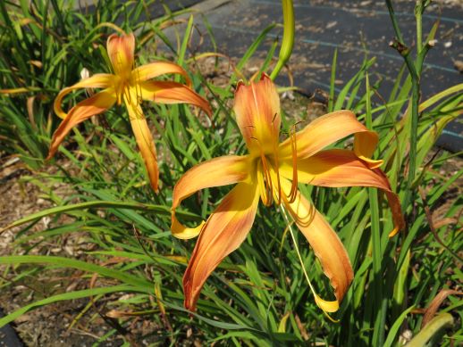 'Toothpick' (Dickerson, 1994)