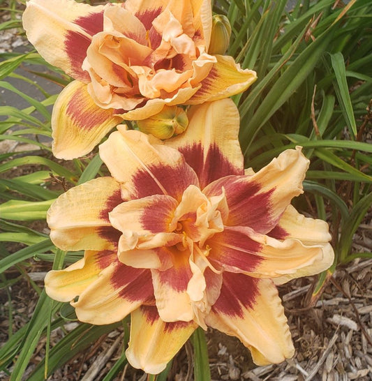 'Topguns Double Wonder' (Scott-B., 1995)