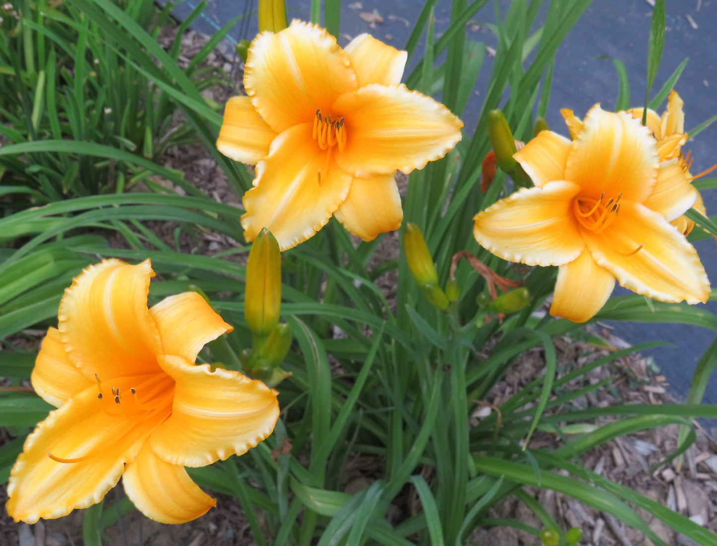 'Touched by Midas' (Winniford, 1979)