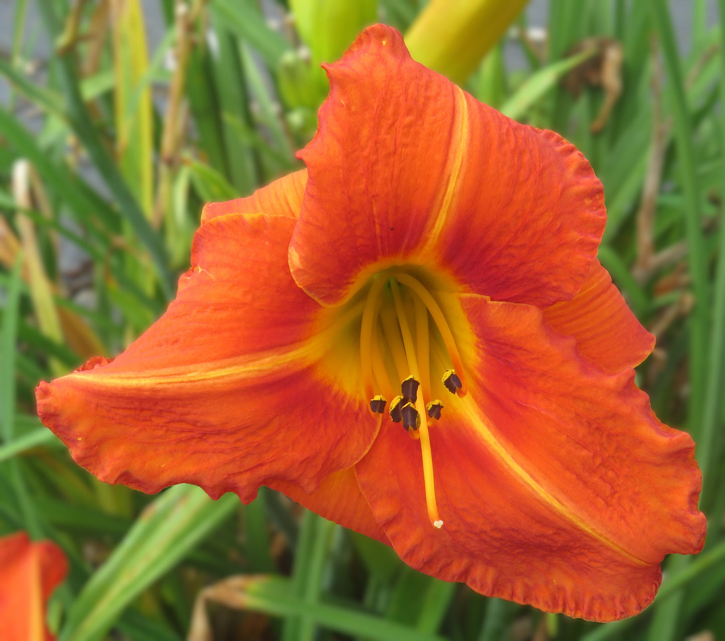 'Tuscawilla Tigress' (Hansen, 1988)