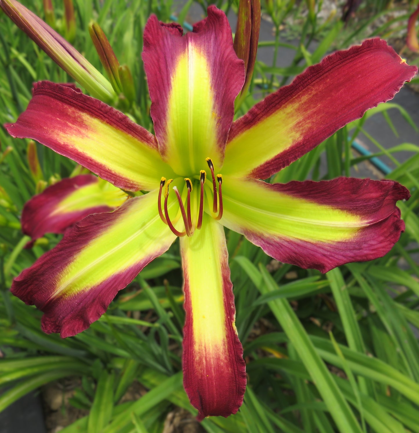 'Uncle Sam's Cut' (Murphy-J.P., 2013)