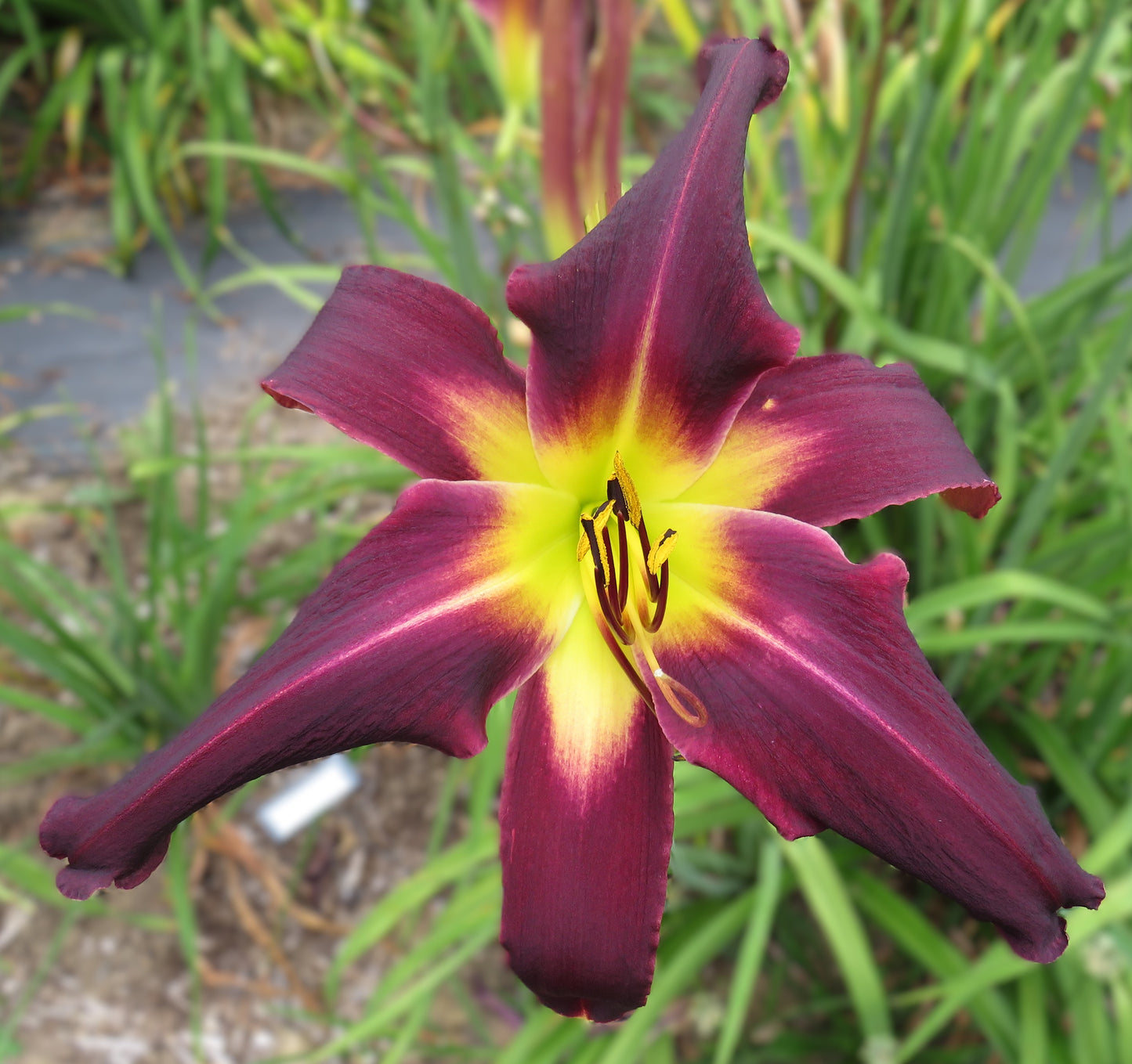 'Webster's Purple Wonder' (Webster-Cobb-Gossard, 2012)