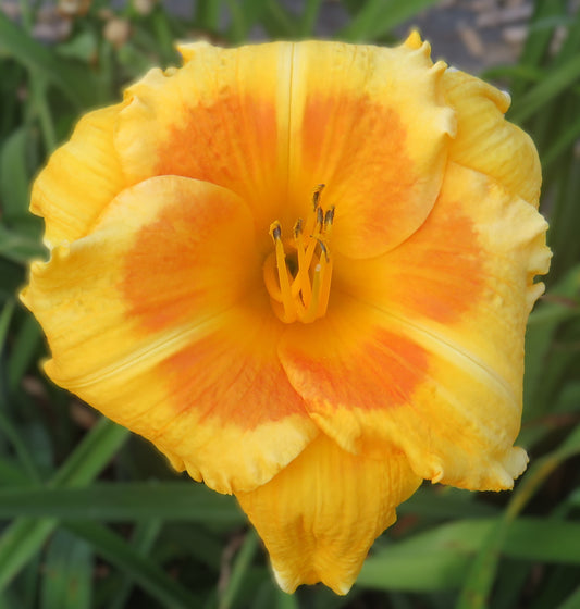 'Wendi on Fire' (Peters-L., 1997)
